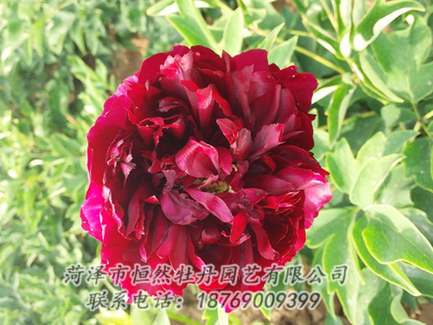 點(diǎn)擊查看詳細(xì)信息<br>標(biāo)題：紅色牡丹 閱讀次數(shù)：1104