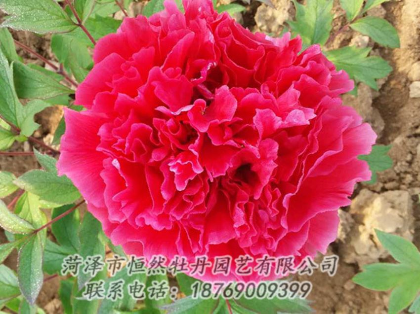 點(diǎn)擊查看詳細(xì)信息<br>標(biāo)題：紅色牡丹 閱讀次數(shù)：1223