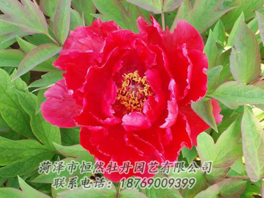 點(diǎn)擊查看詳細(xì)信息<br>標(biāo)題：紅色牡丹 閱讀次數(shù)：1259