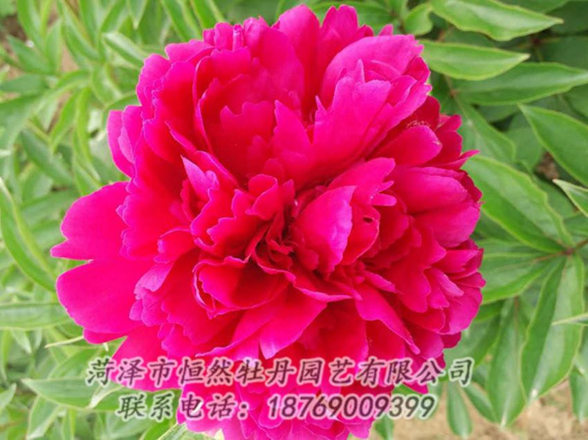 點(diǎn)擊查看詳細(xì)信息<br>標(biāo)題：紅色芍藥 閱讀次數(shù)：1108
