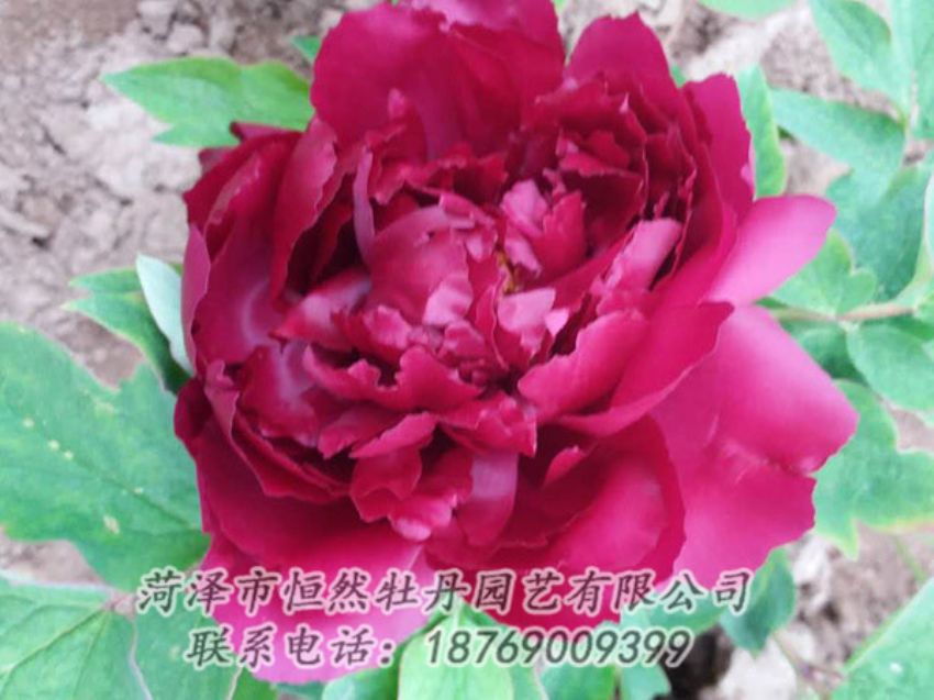 點(diǎn)擊查看詳細(xì)信息<br>標(biāo)題：紅色牡丹 閱讀次數(shù)：1474