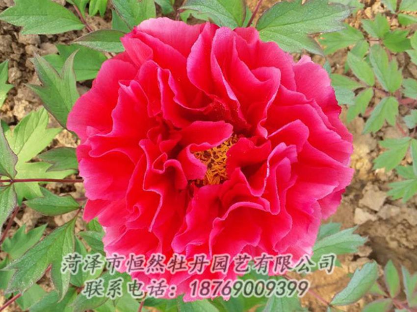 點(diǎn)擊查看詳細(xì)信息<br>標(biāo)題：紅色牡丹 閱讀次數(shù)：1291