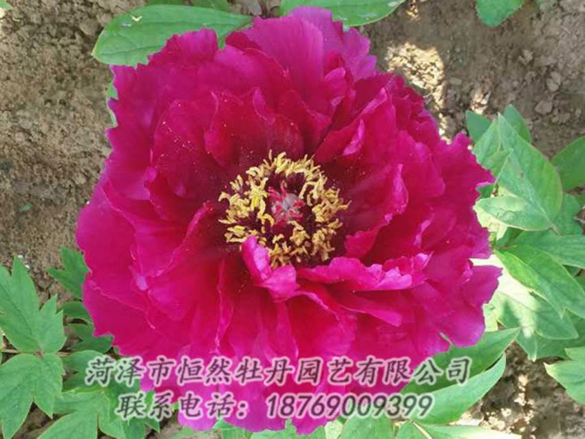 點(diǎn)擊查看詳細(xì)信息<br>標(biāo)題：紅色牡丹 閱讀次數(shù)：1386