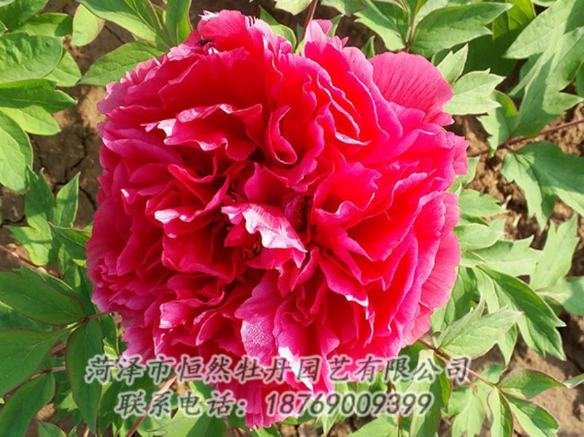 點(diǎn)擊查看詳細(xì)信息<br>標(biāo)題：紅色牡丹 閱讀次數(shù)：1437