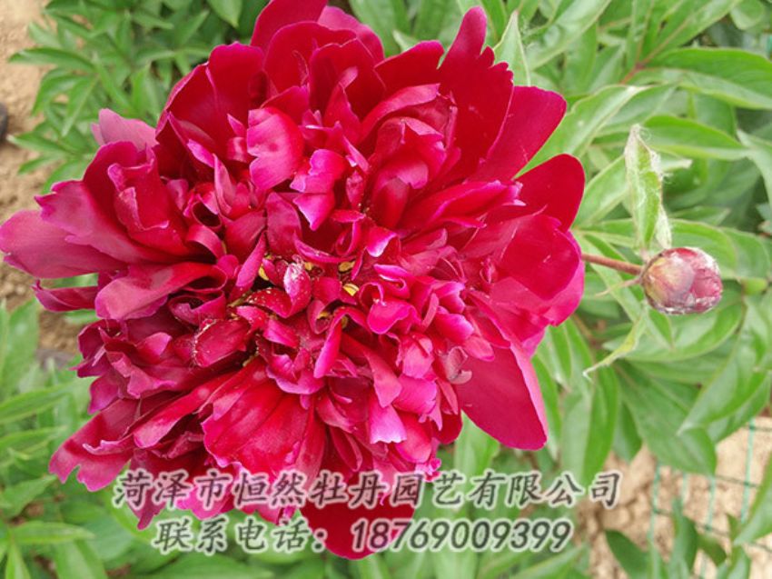 點(diǎn)擊查看詳細(xì)信息<br>標(biāo)題：紅色芍藥 閱讀次數(shù)：1138