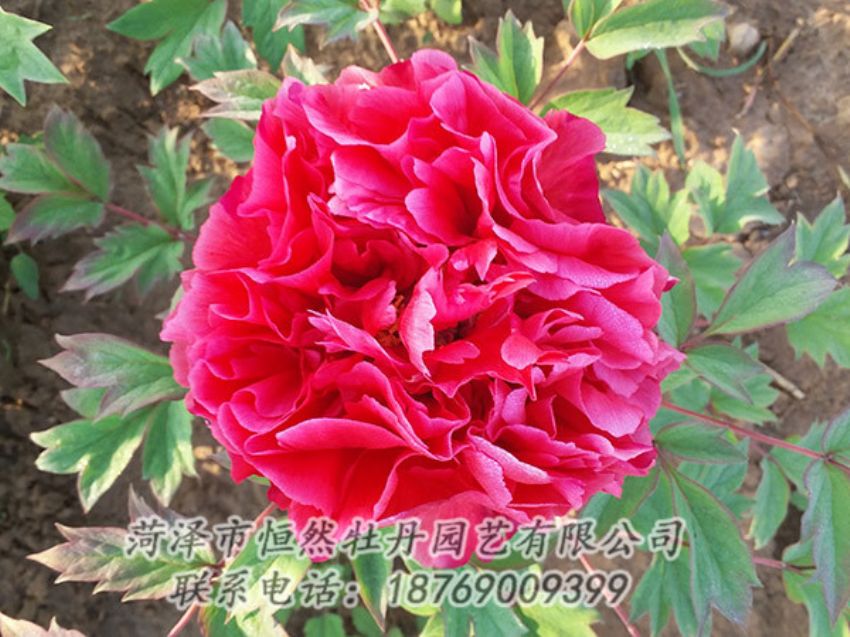 點(diǎn)擊查看詳細(xì)信息<br>標(biāo)題：紅色牡丹 閱讀次數(shù)：1418