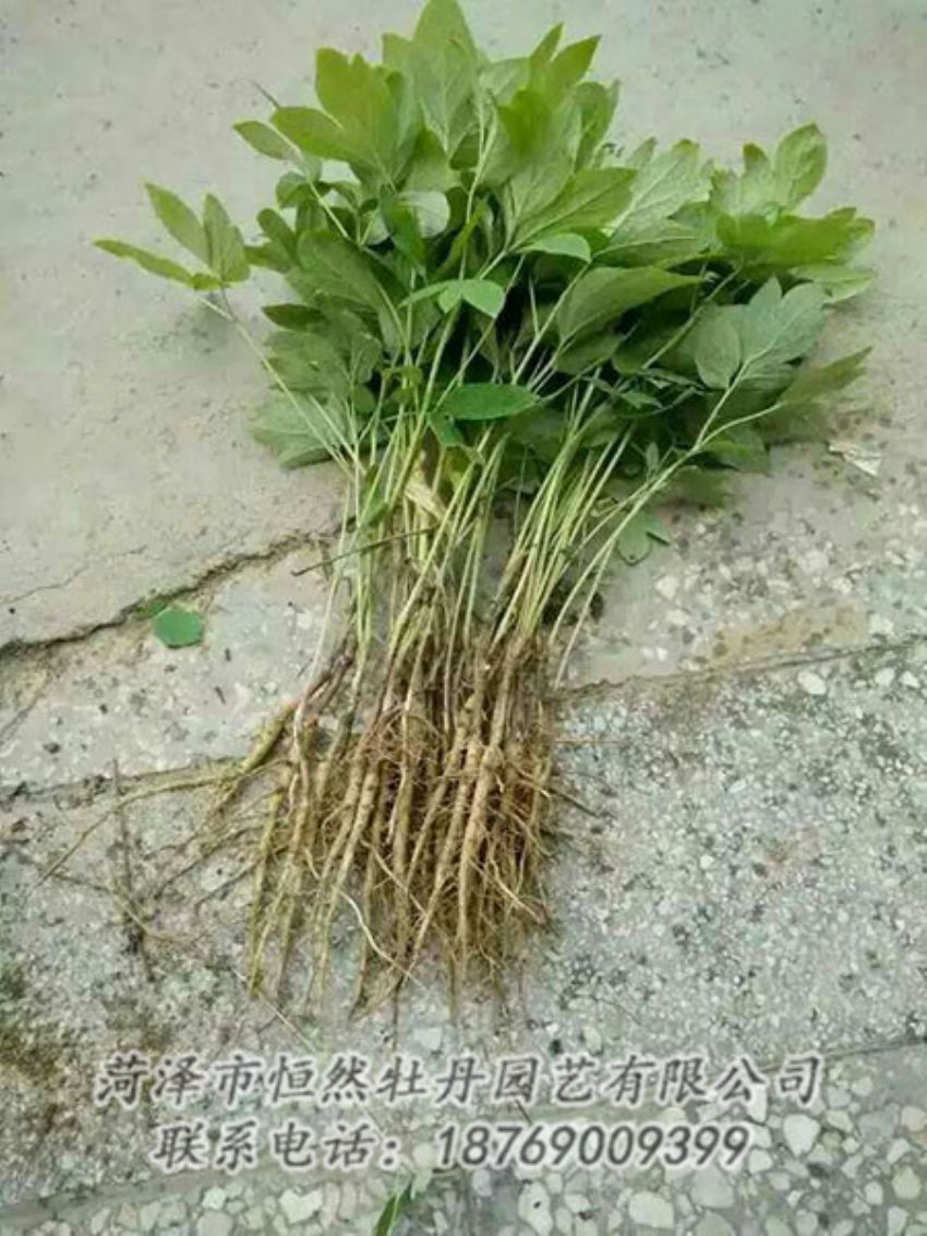 點(diǎn)擊查看詳細(xì)信息<br>標(biāo)題：牡丹苗 閱讀次數(shù)：1307