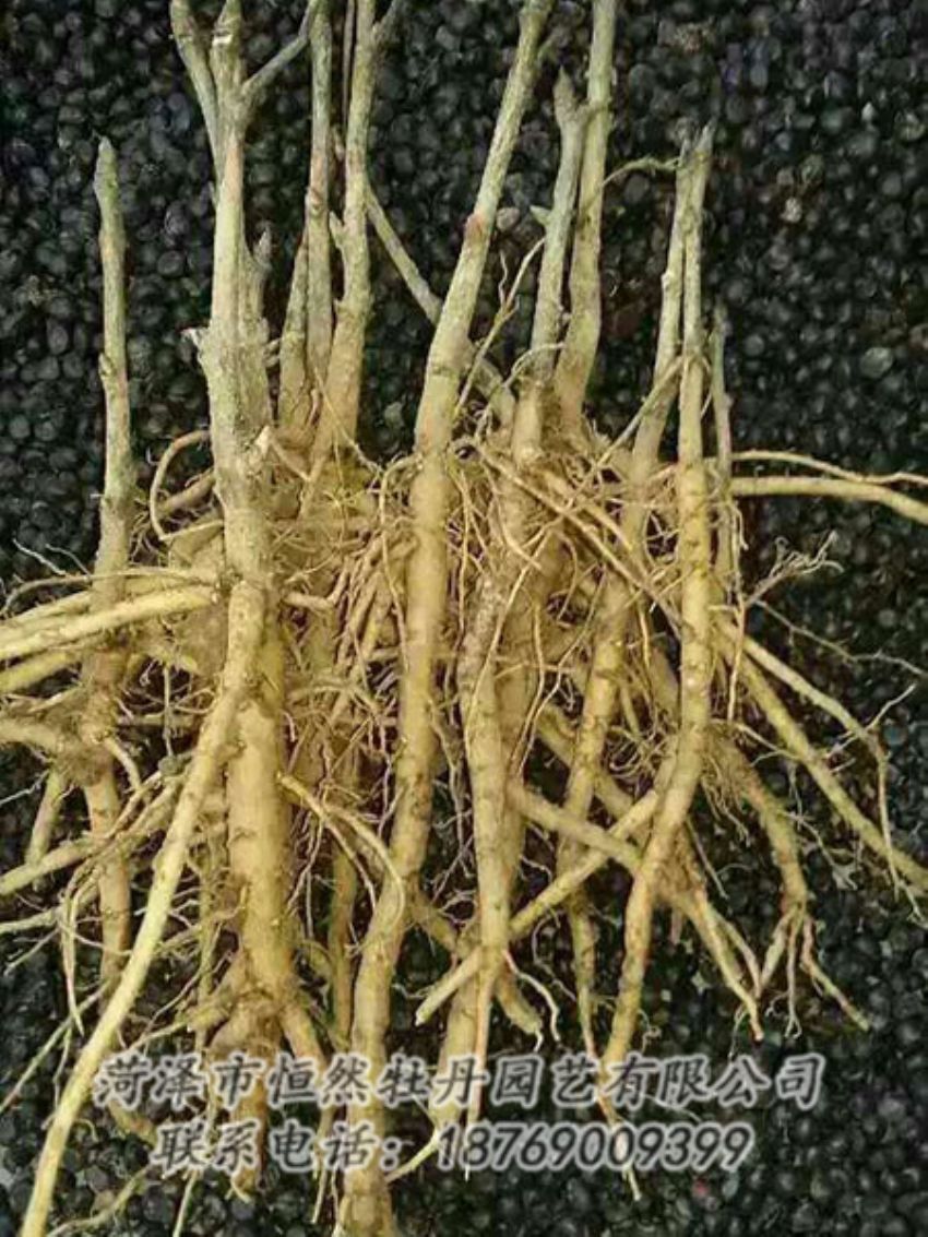 點(diǎn)擊查看詳細(xì)信息<br>標(biāo)題：牡丹苗 閱讀次數(shù)：1283