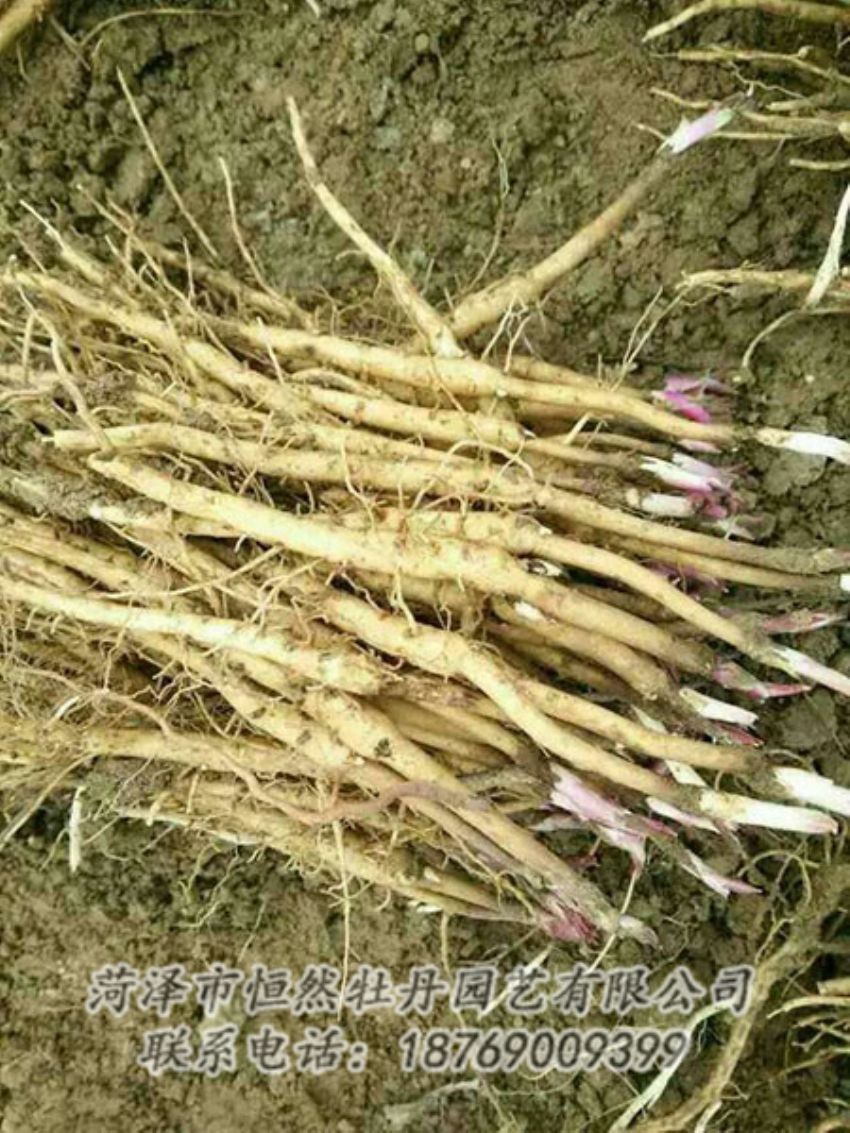 點(diǎn)擊查看詳細(xì)信息<br>標(biāo)題：牡丹苗 閱讀次數(shù)：1360