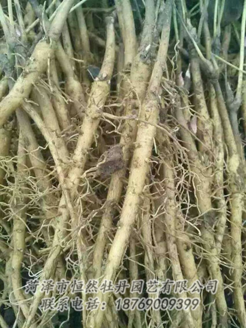 點(diǎn)擊查看詳細(xì)信息<br>標(biāo)題：牡丹苗 閱讀次數(shù)：1391