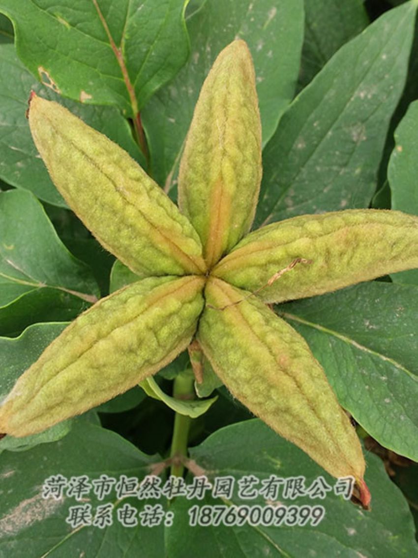 點擊查看詳細信息<br>標題：油用牡丹 閱讀次數(shù)：1405