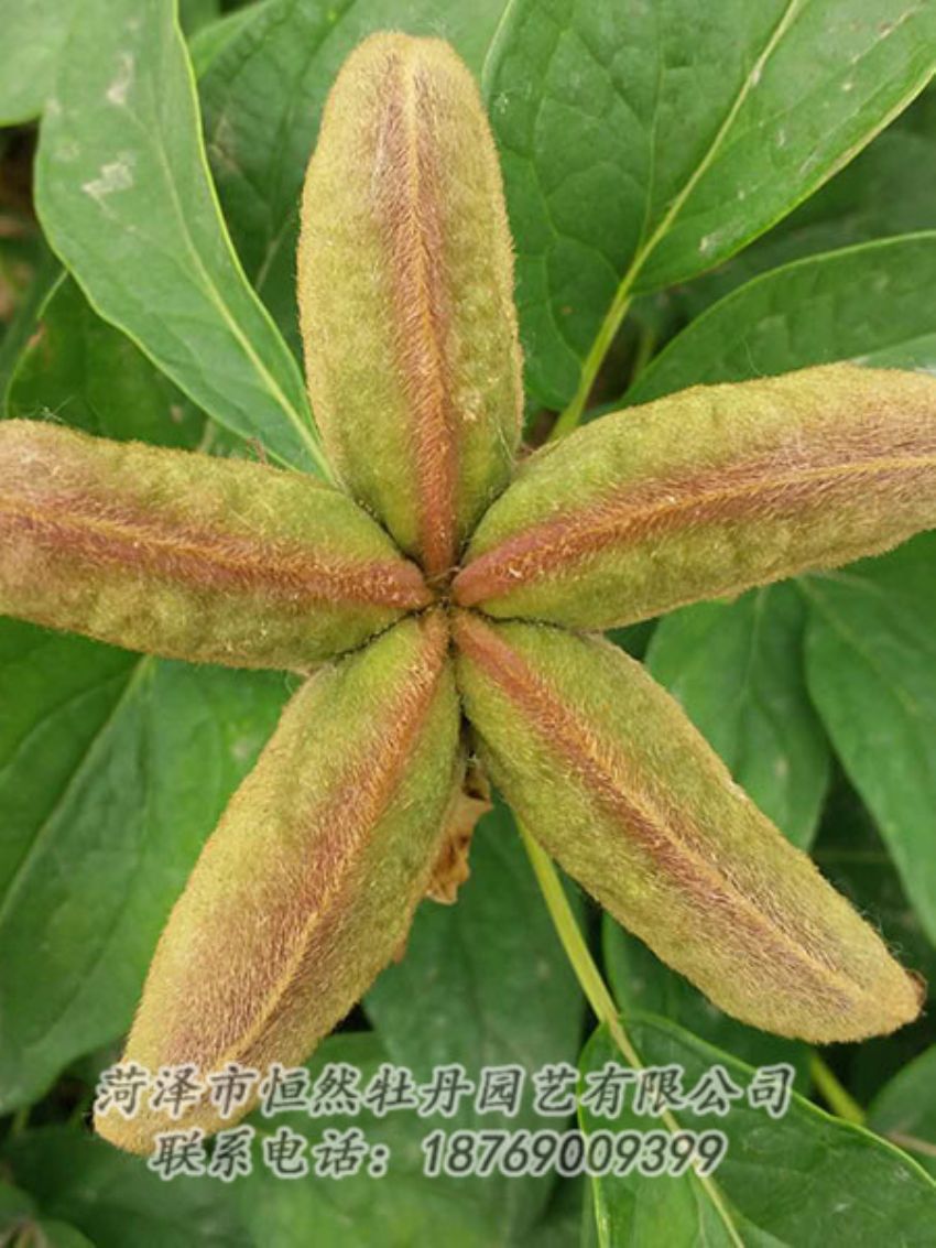 點擊查看詳細信息<br>標題：油用牡丹 閱讀次數(shù)：1359