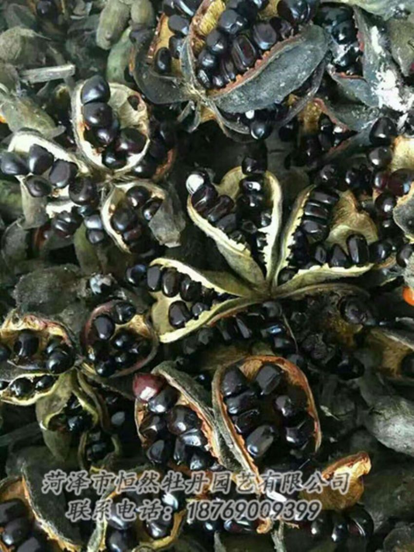 點擊查看詳細信息<br>標題：油用牡丹 閱讀次數(shù)：1396