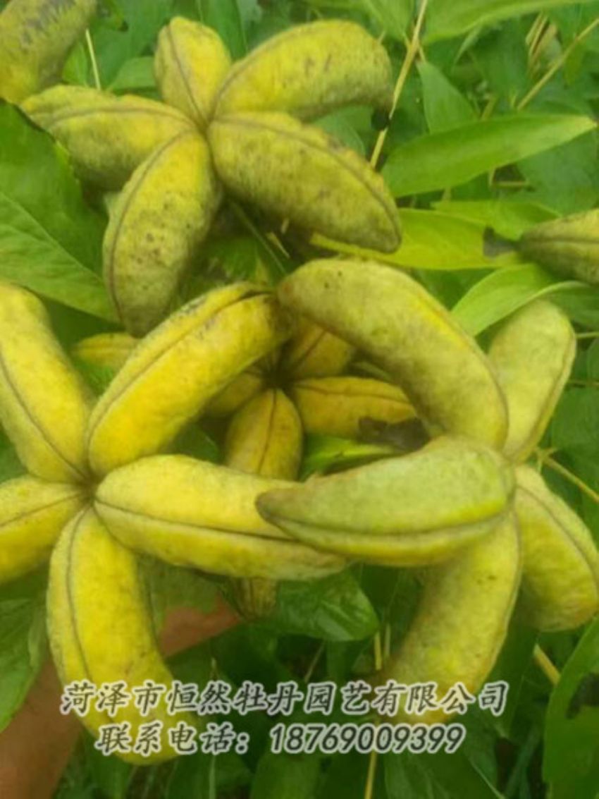 點擊查看詳細信息<br>標題：油用牡丹 閱讀次數(shù)：1390