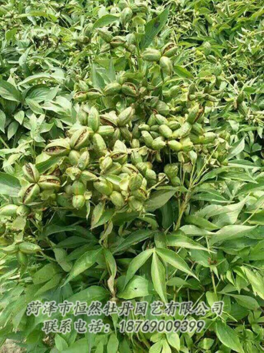 點擊查看詳細信息<br>標題：油用牡丹 閱讀次數(shù)：1341