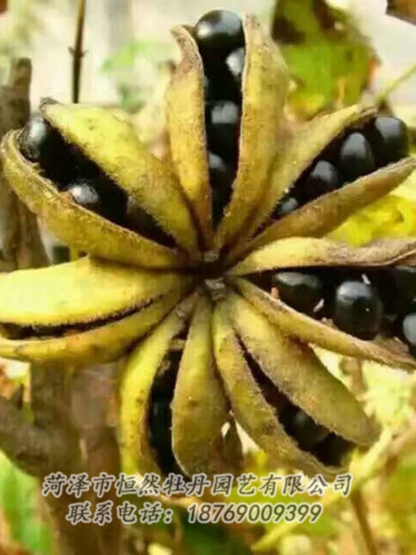 點擊查看詳細信息<br>標題：油用牡丹 閱讀次數(shù)：1324