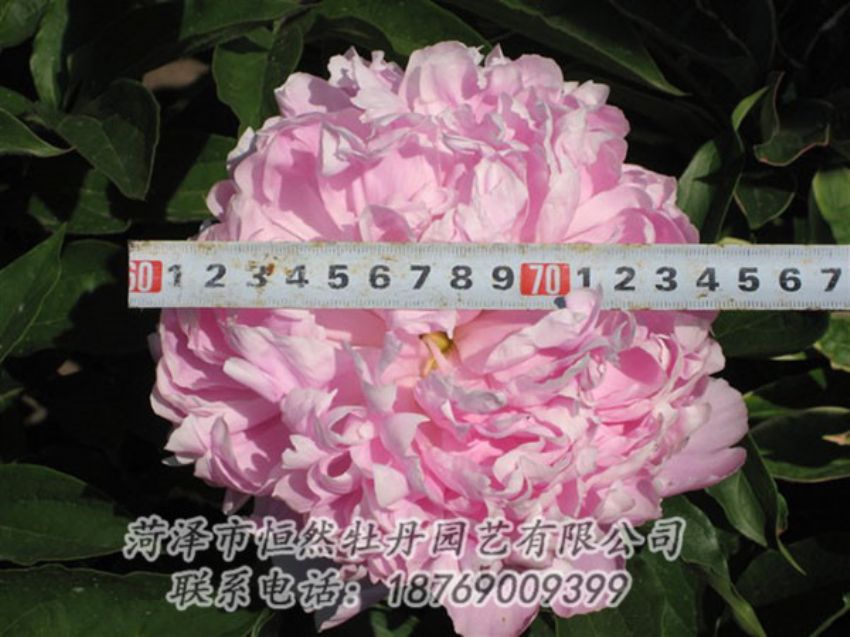 點擊查看詳細(xì)信息<br>標(biāo)題：桃面爭春 閱讀次數(shù)：1346