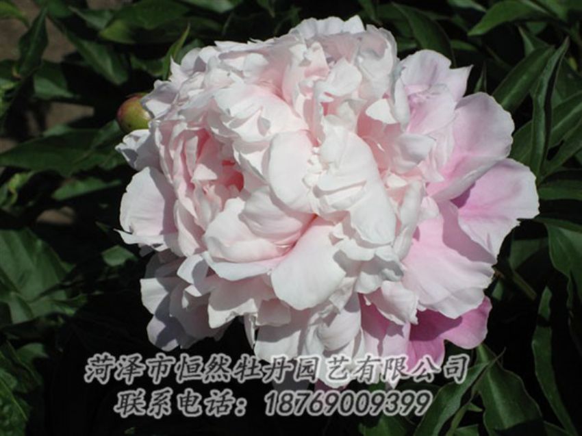 點(diǎn)擊查看詳細(xì)信息<br>標(biāo)題：粉玉樓 閱讀次數(shù)：1345