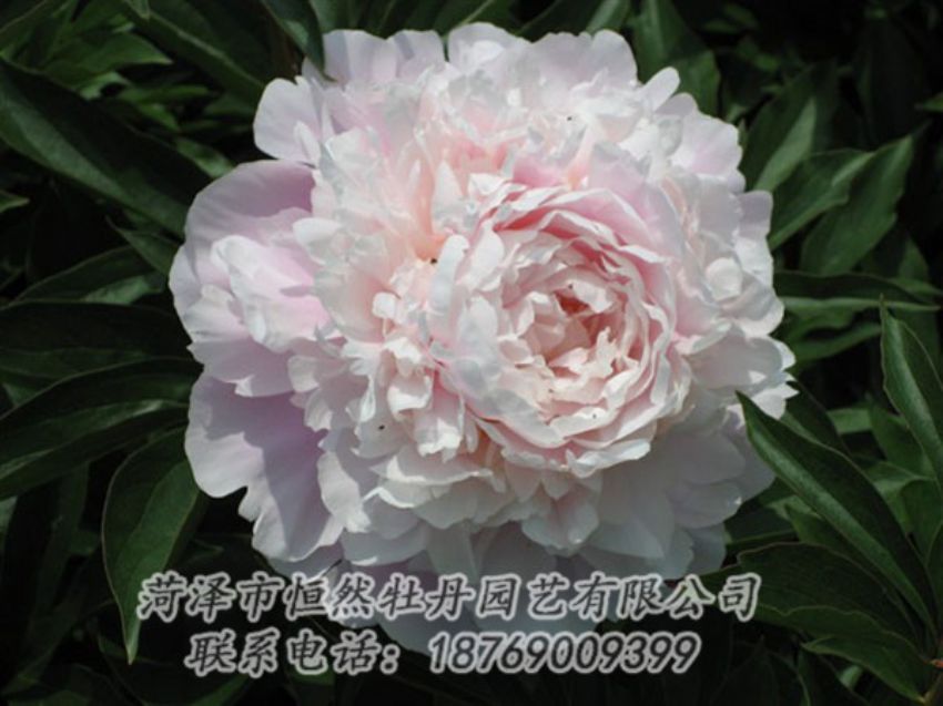 點(diǎn)擊查看詳細(xì)信息<br>標(biāo)題：遲粉 閱讀次數(shù)：1362