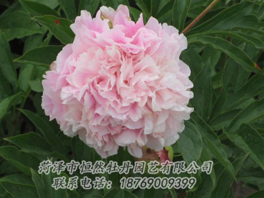 點(diǎn)擊查看詳細(xì)信息<br>標(biāo)題：粉面桃花 閱讀次數(shù)：1442