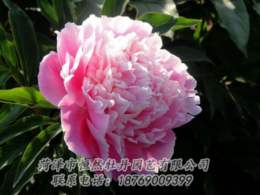 點(diǎn)擊查看詳細(xì)信息<br>標(biāo)題：粉色芍藥 閱讀次數(shù)：2065