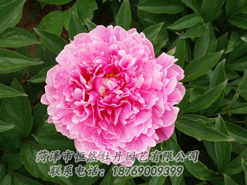 點(diǎn)擊查看詳細(xì)信息<br>標(biāo)題：粉色芍藥 閱讀次數(shù)：1324