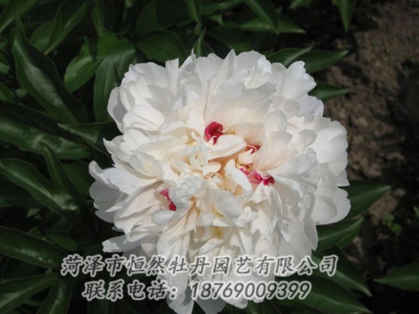 點擊查看詳細信息<br>標題：雪原紅星 閱讀次數(shù)：1572