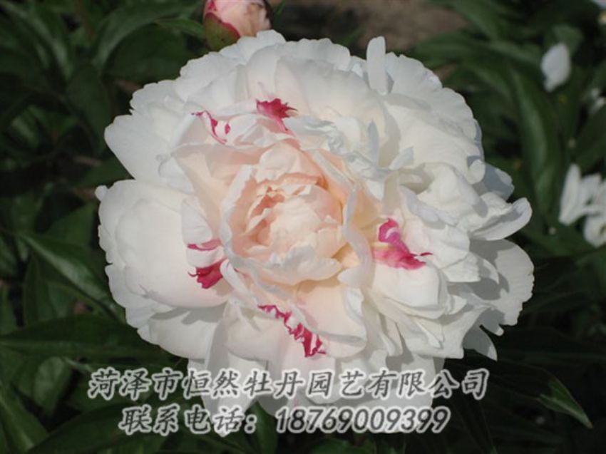 點擊查看詳細信息<br>標題：五花龍玉 閱讀次數(shù)：1334