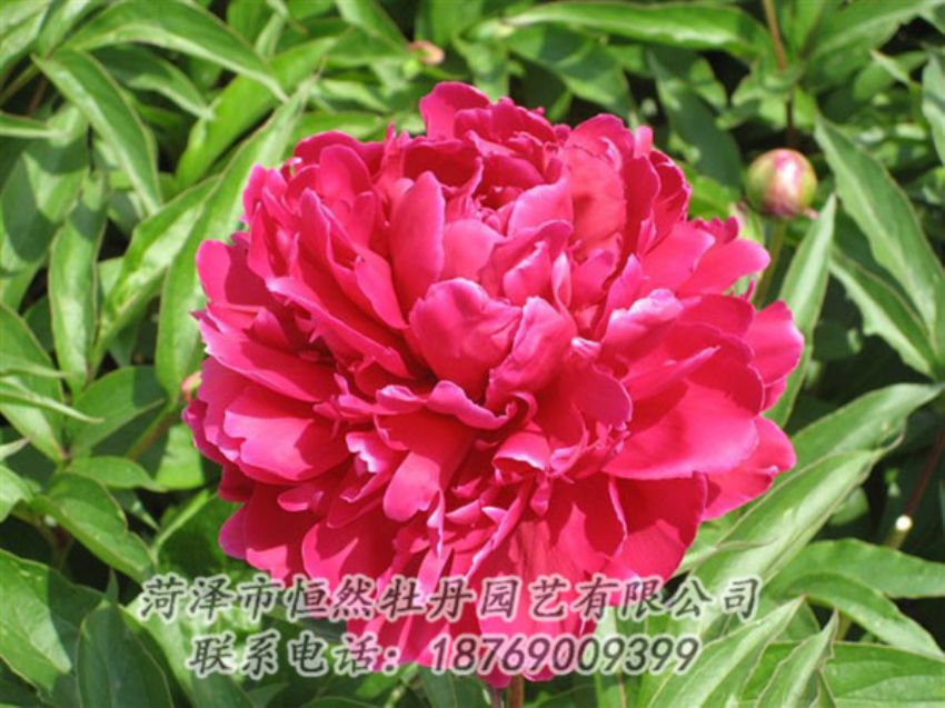 點擊查看詳細信息<br>標題：國紅 閱讀次數：1096