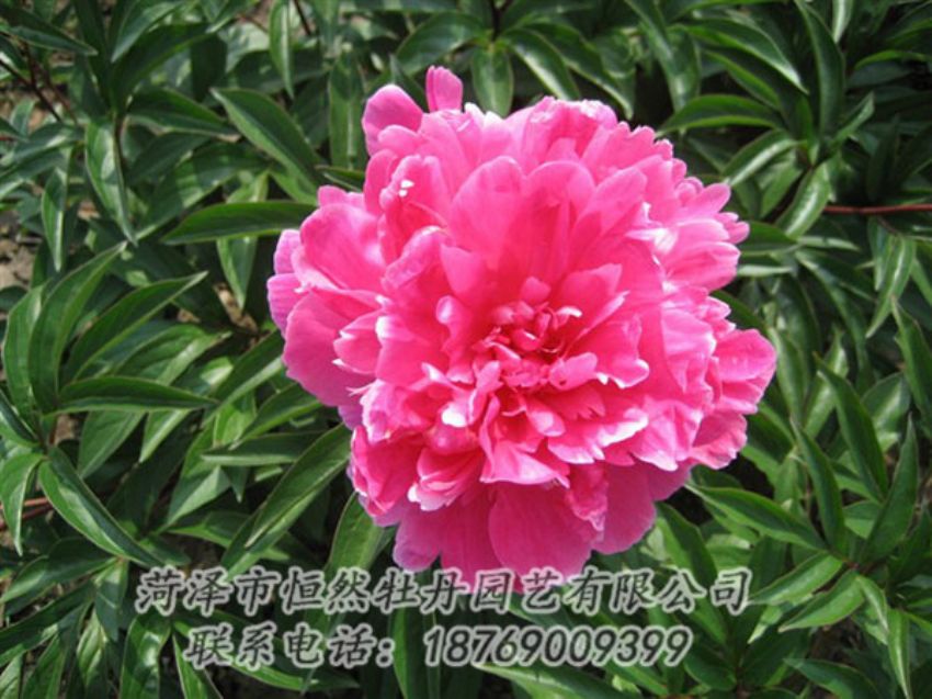 點擊查看詳細信息<br>標題：富貴紅 閱讀次數：1079