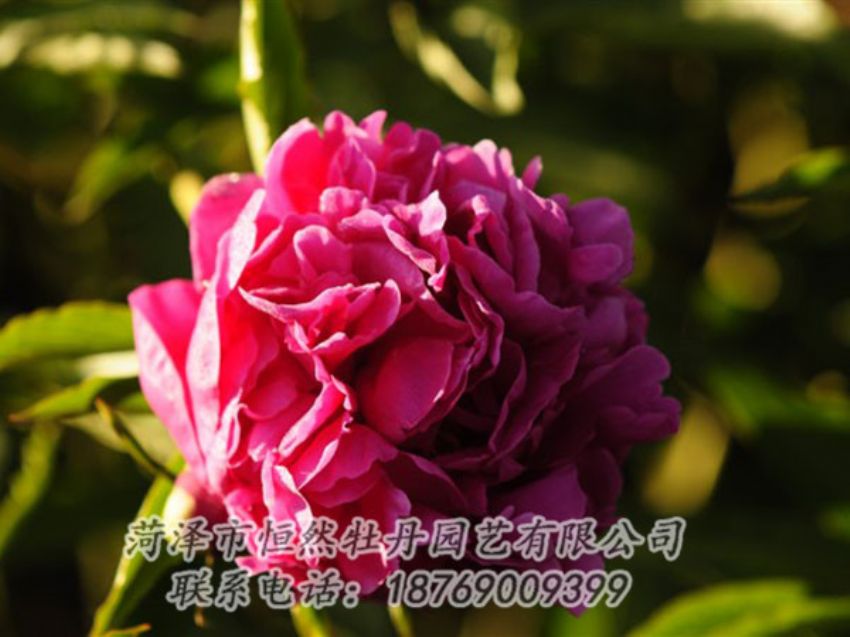 點(diǎn)擊查看詳細(xì)信息<br>標(biāo)題：紫鳳朝陽(yáng) 閱讀次數(shù)：1370