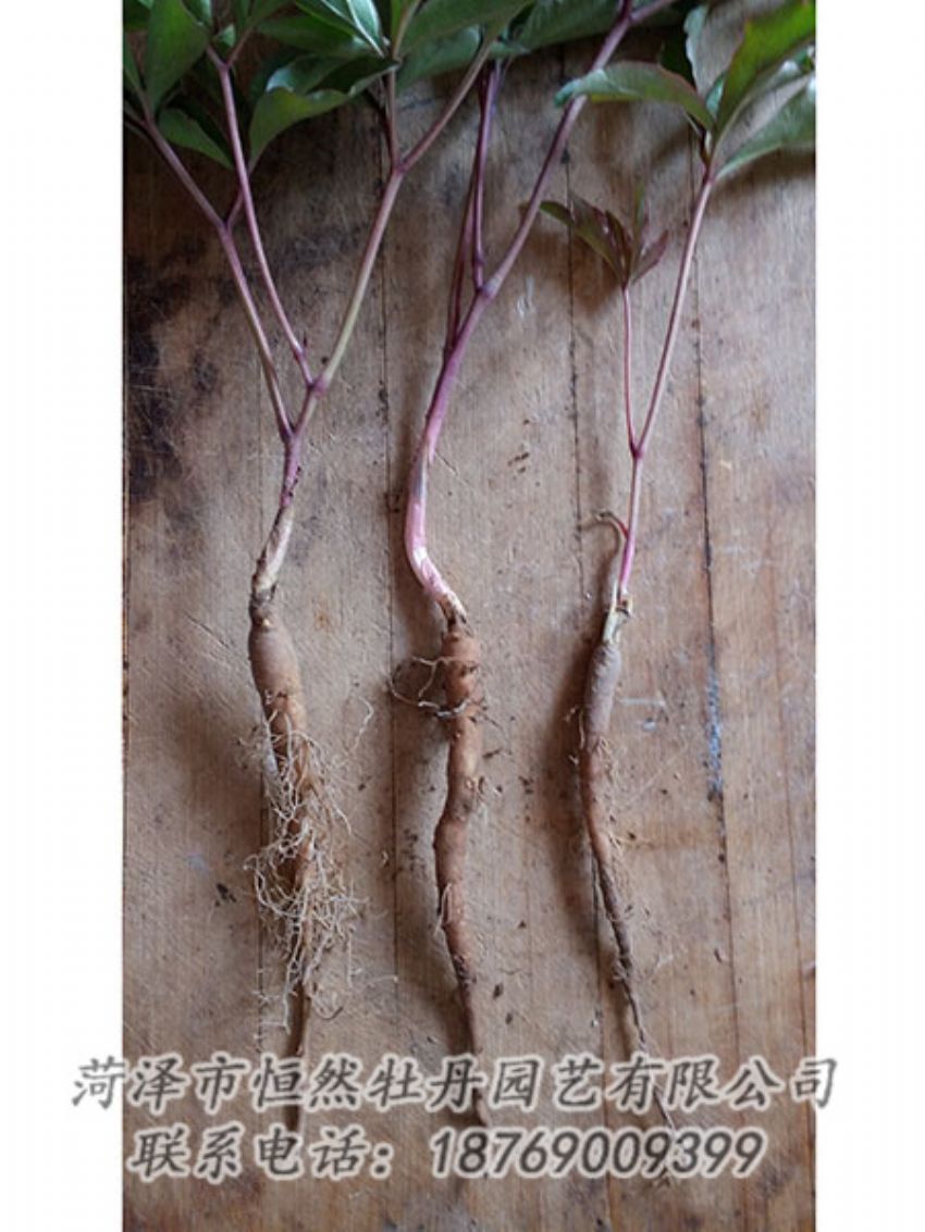 點(diǎn)擊查看詳細(xì)信息<br>標(biāo)題：一年芍藥苗 閱讀次數(shù)：1119