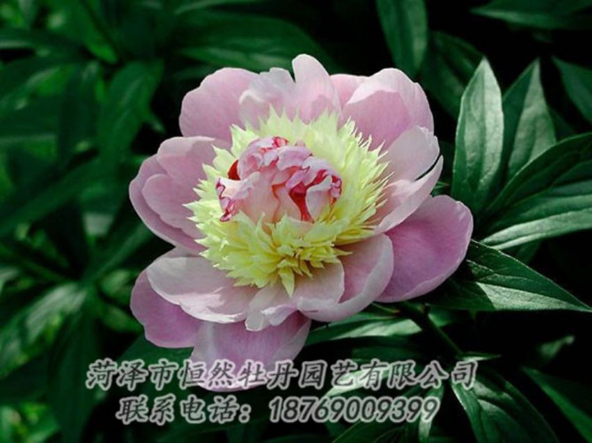 點擊查看詳細信息<br>標題：復色芍藥 閱讀次數(shù)：1293