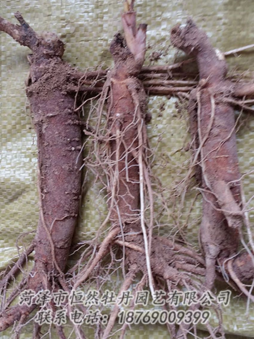 點(diǎn)擊查看詳細(xì)信息<br>標(biāo)題：二年芍藥苗 閱讀次數(shù)：1263