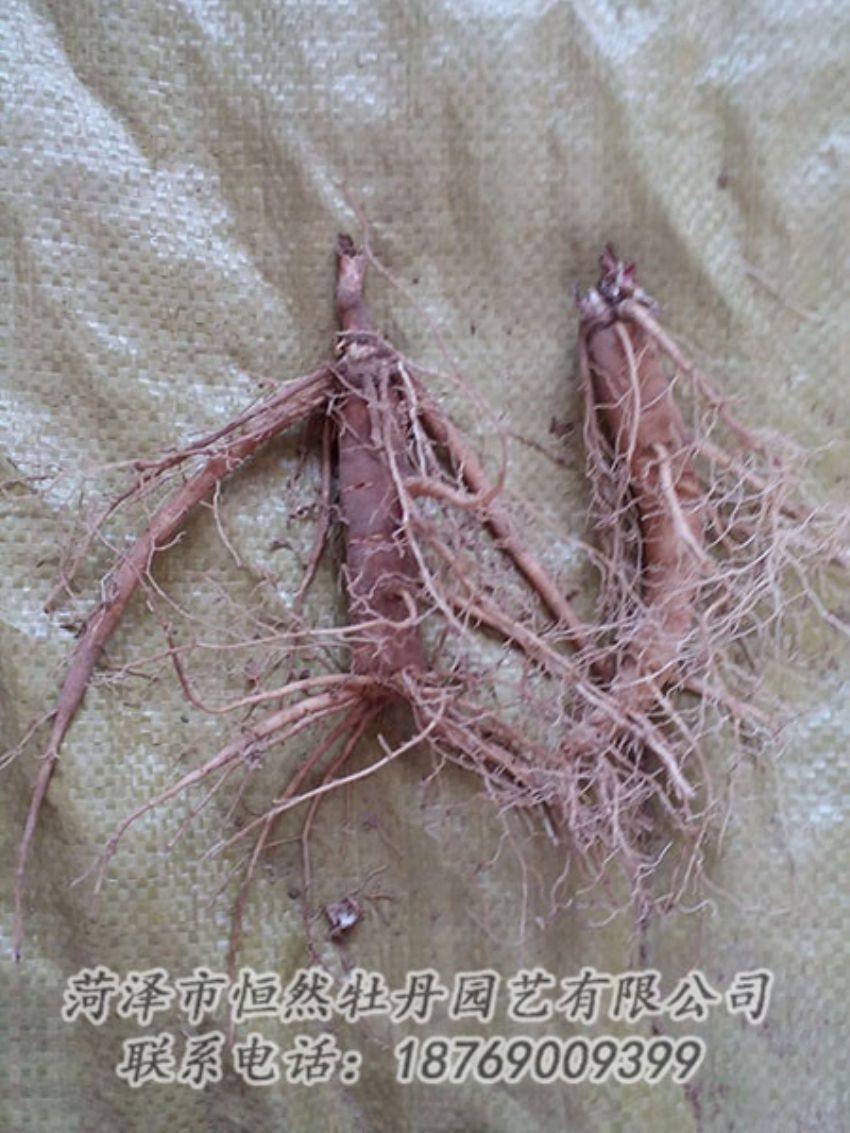 點(diǎn)擊查看詳細(xì)信息<br>標(biāo)題：二年芍藥苗 閱讀次數(shù)：1252