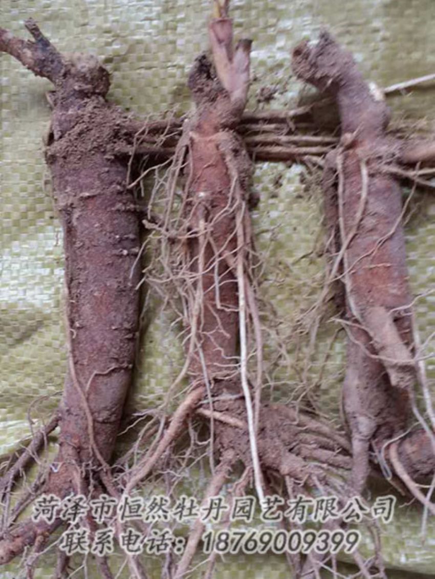 點(diǎn)擊查看詳細(xì)信息<br>標(biāo)題：二年芍藥苗 閱讀次數(shù)：1307