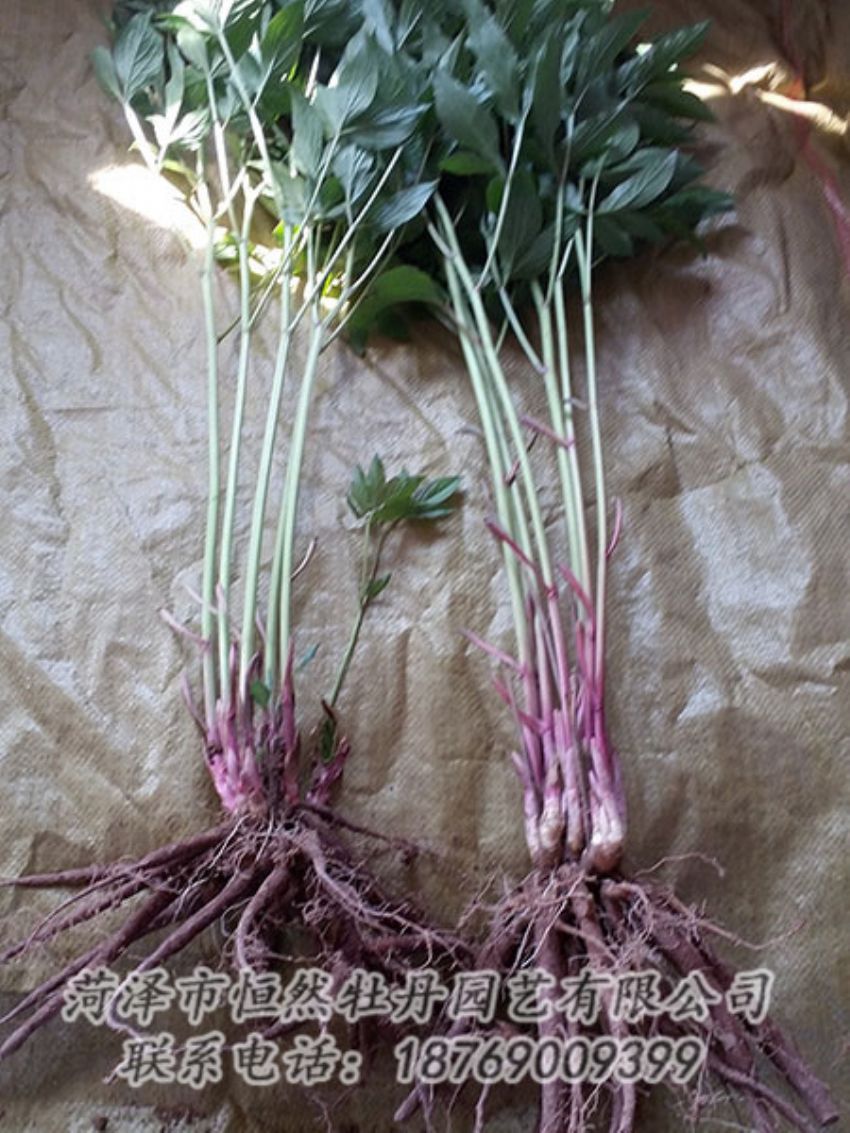 點(diǎn)擊查看詳細(xì)信息<br>標(biāo)題：二年芍藥苗 閱讀次數(shù)：1350