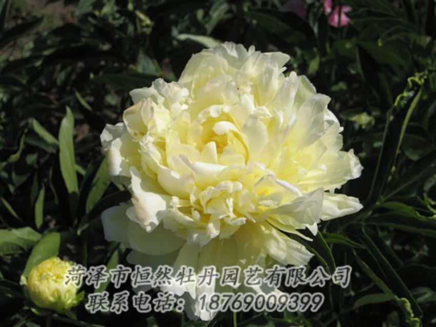 點擊查看詳細(xì)信息<br>標(biāo)題：黃金輪 閱讀次數(shù)：1336