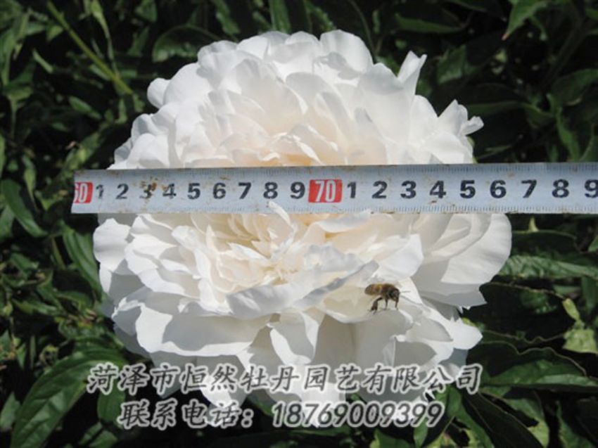 點(diǎn)擊查看詳細(xì)信息<br>標(biāo)題：楊妃出浴 閱讀次數(shù)：1372