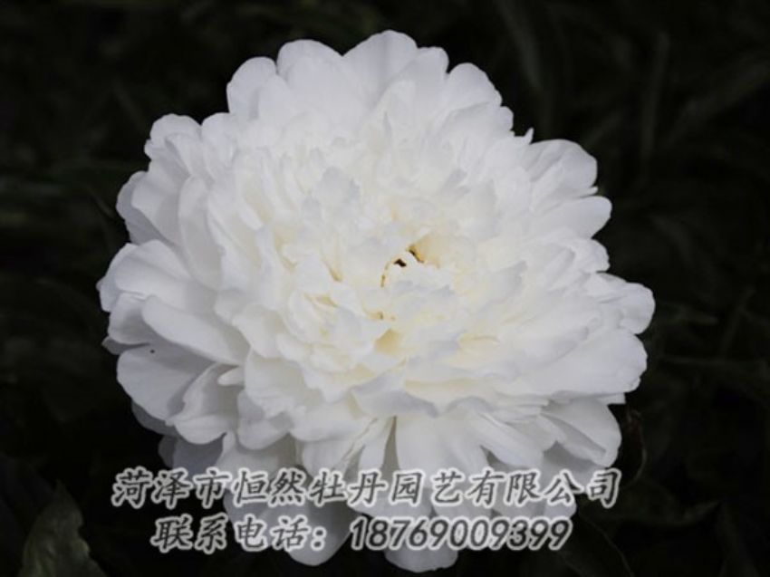 點(diǎn)擊查看詳細(xì)信息<br>標(biāo)題：沙金冠頂 閱讀次數(shù)：1319