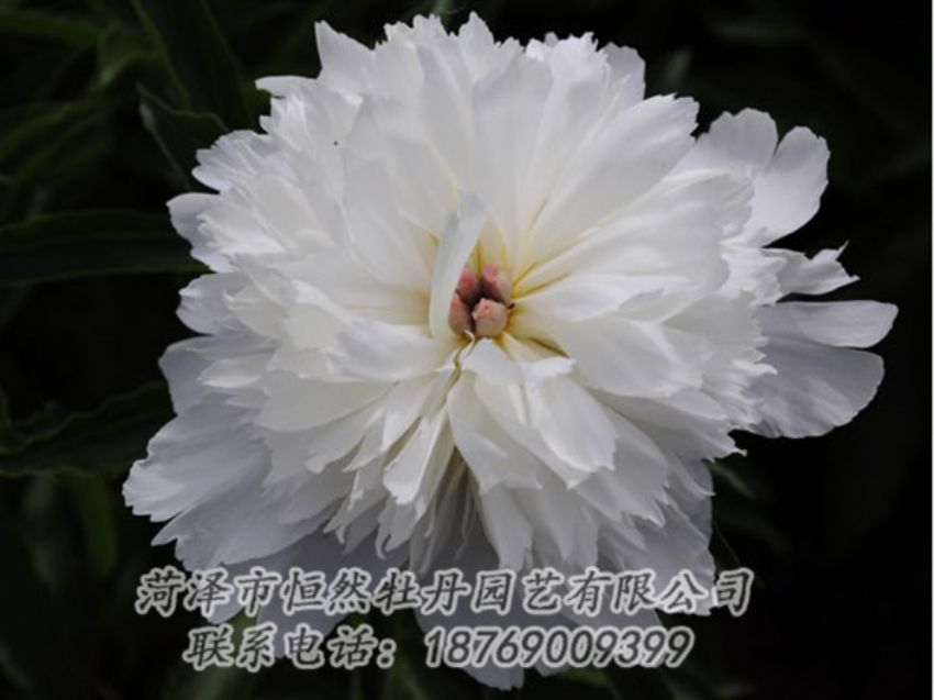 點(diǎn)擊查看詳細(xì)信息<br>標(biāo)題：玲瓏玉 閱讀次數(shù)：1310