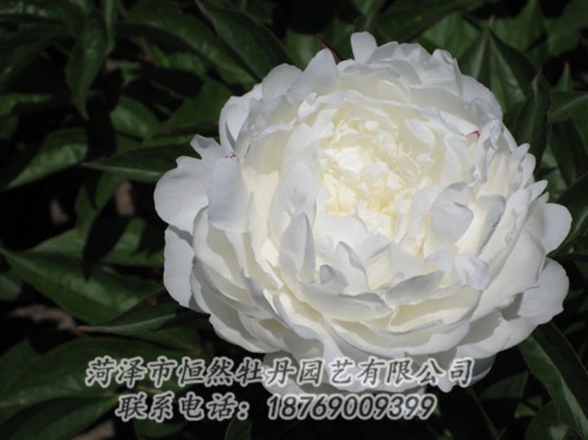 點(diǎn)擊查看詳細(xì)信息<br>標(biāo)題：白玉盤 閱讀次數(shù)：1323