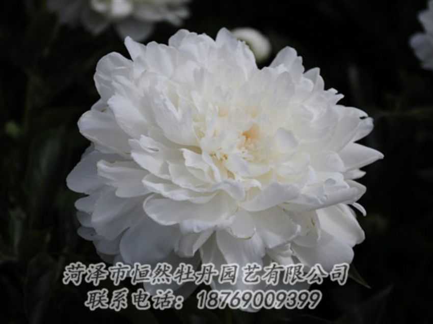 點(diǎn)擊查看詳細(xì)信息<br>標(biāo)題：白色 閱讀次數(shù)：1342