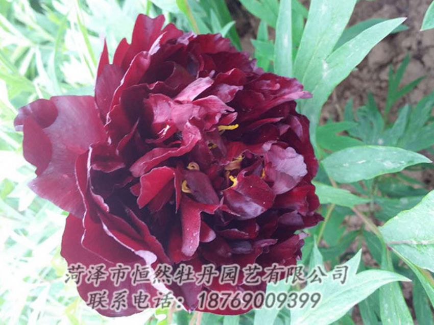 點(diǎn)擊查看詳細(xì)信息<br>標(biāo)題：黑色牡丹 閱讀次數(shù)：1334