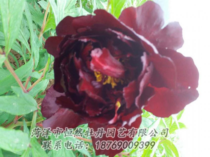 點擊查看詳細信息<br>標題：黑色牡丹 閱讀次數(shù)：1293