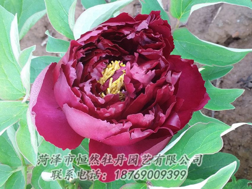 點擊查看詳細信息<br>標題：黑色牡丹 閱讀次數(shù)：1290