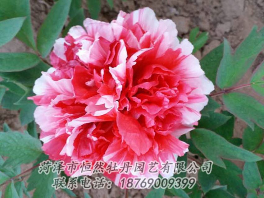 點擊查看詳細信息<br>標題：復色牡丹 閱讀次數(shù)：1294