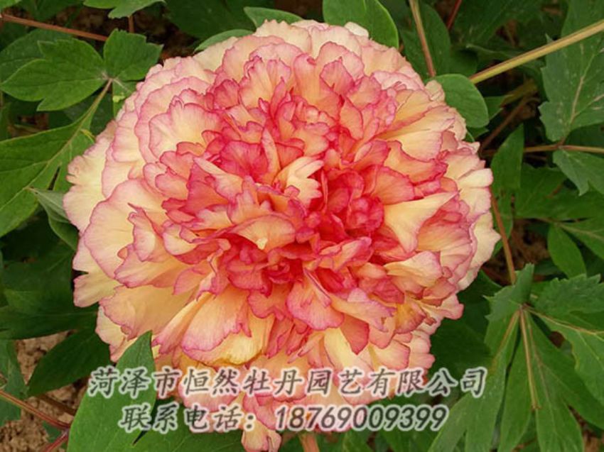 點擊查看詳細信息<br>標題：復色牡丹 閱讀次數(shù)：1316