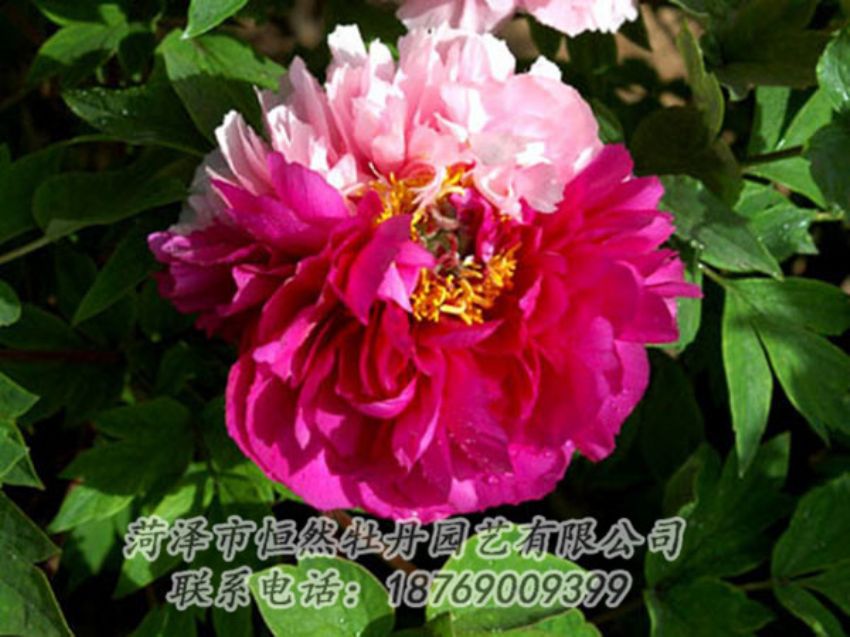 點擊查看詳細信息<br>標題：復色牡丹 閱讀次數(shù)：1275