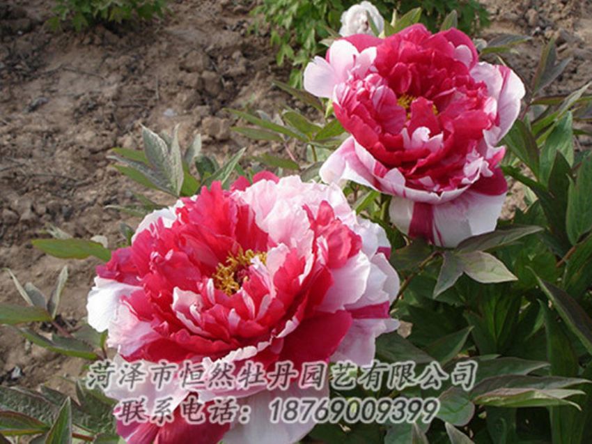 點擊查看詳細信息<br>標題：復色牡丹 閱讀次數(shù)：1329